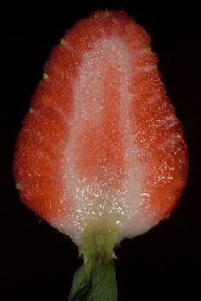 Accessory fruit - any fruit that includes tissue other than the ovary; we enjoy strawberries because of the expanded receptacle, not the golden ovaries!